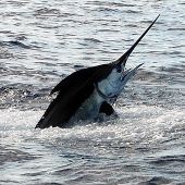 Casa de Campo offers Fishing packages